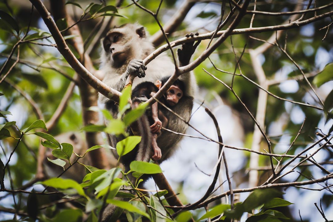 ruta por indonesia macacos en borneo con su cría encima de un árbol